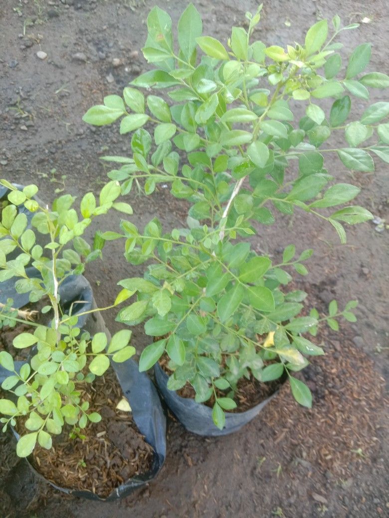 Tanaman daun kemuning product image (1)