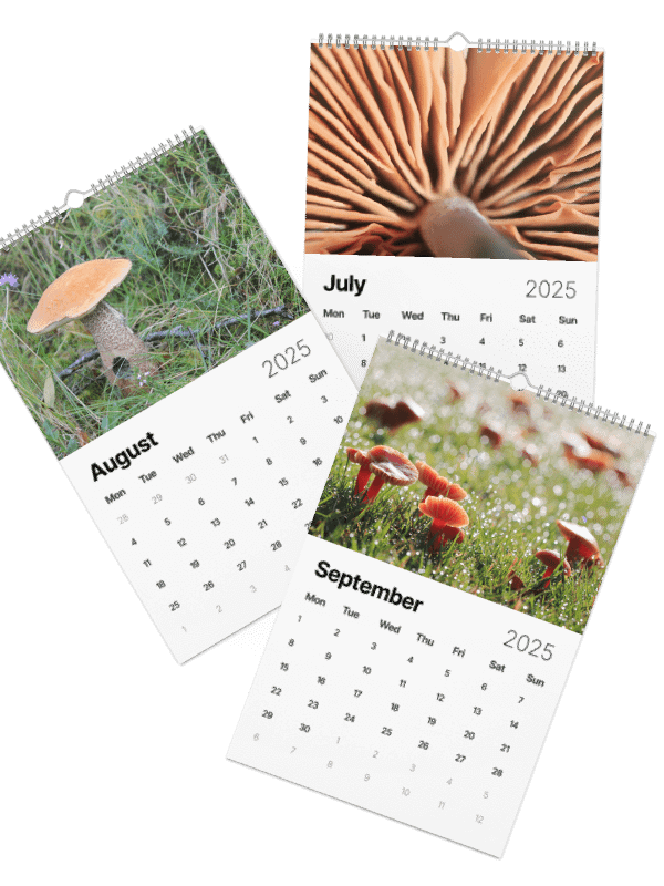 Fungi Calendar 2025 product image (3)
