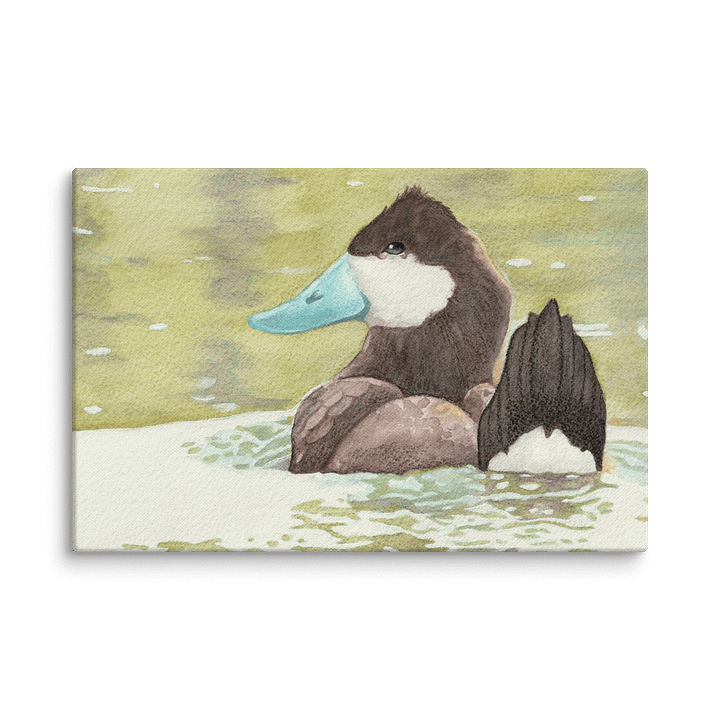 Ruddy Duck product image (3)