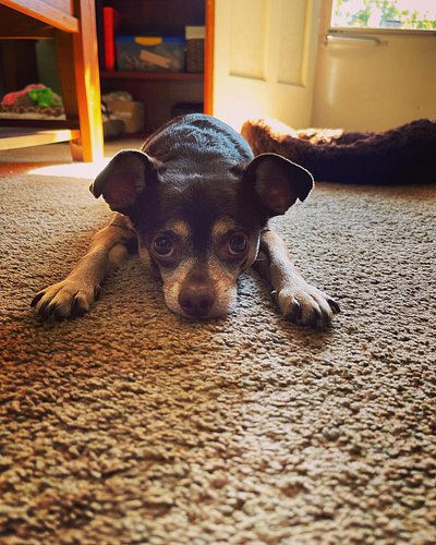 Rest in peace Cooper. Best dog ever. I love you and will miss you.