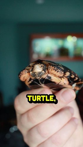 Meet the spotted turtle 🐢
