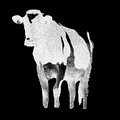Cows in the Field