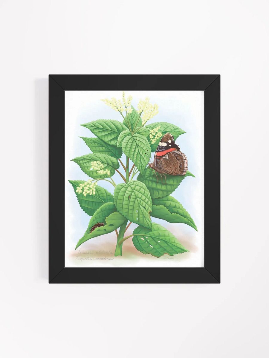 Red Admiral Butterfly & Caterpillar product image (47)