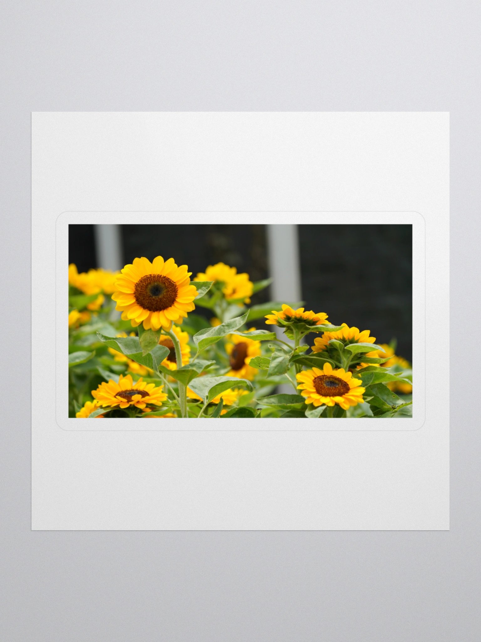 Sunflower Serenade Kiss Cut Stickers product image (1)