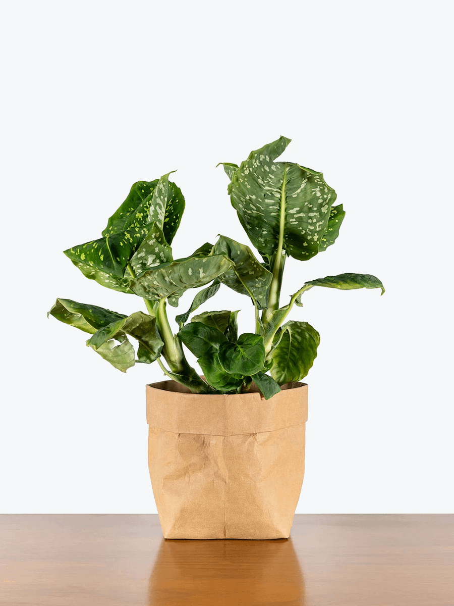 Dieffenbachia Reflector product image (1)