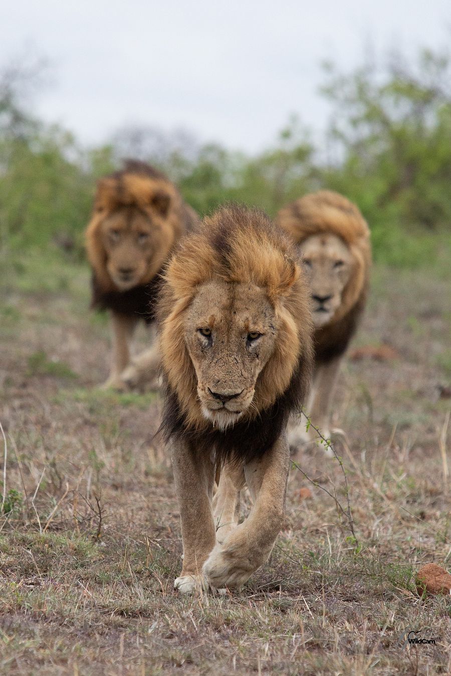 Kings of Kruger product image (1)