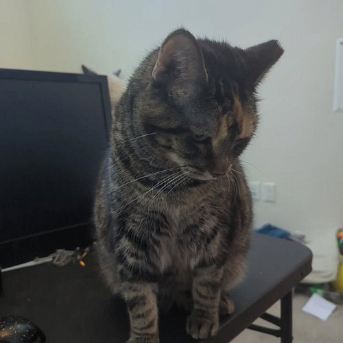 She's wanting for the other human to come home. I fed her an hour ago and wont give her more food.