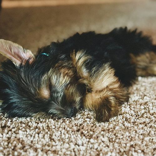 Newest sweet fur baby, Mars. He is a silky haired terrier from a wonderful breeder in the heartland. He is 10 weeks old and b...