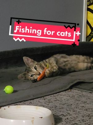 Cat fishing with Bagel? #camkitties #cafekitties #fyp #kittensoftiktok #kittens #kittenplaying #straykitten #straycat #cutestraycat #cutekitten #cutecat 