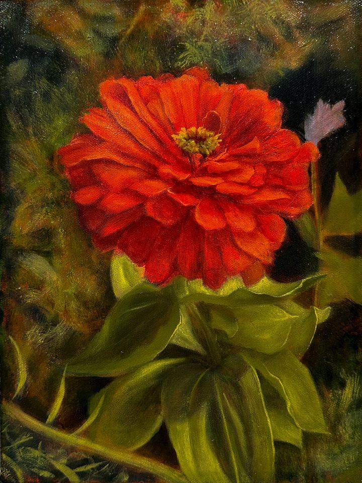 Zinnia product image (1)