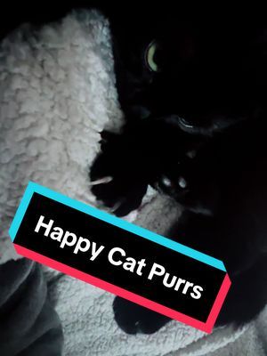 A FYP cleanser. Get that sound up for purrs. #catcam #catpurring #blackcat 