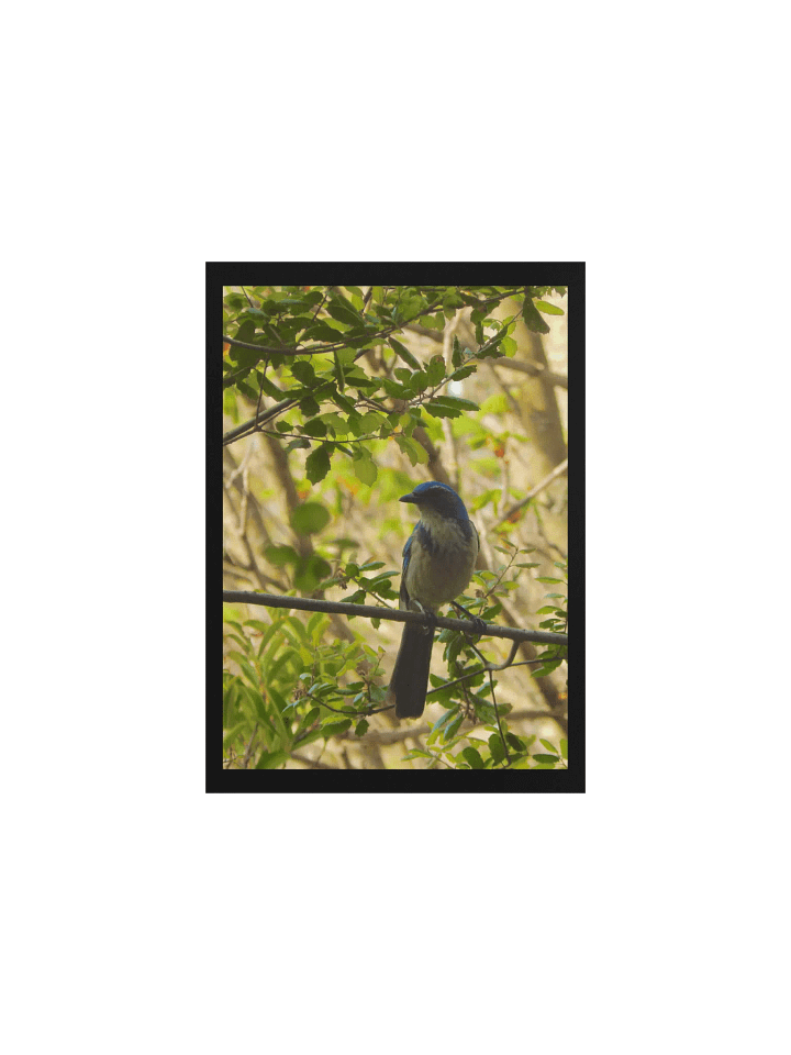 Jay product image (1)