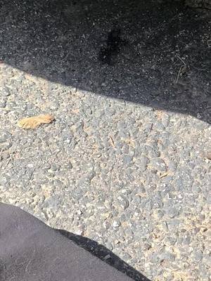 #hothatch #hatchback #egg #forte #kia #fyp #fypシ゚viral #wtf #idiot #dumbass 