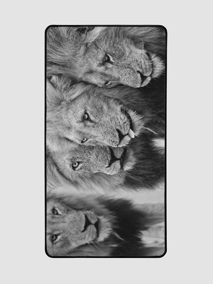 MANTIMAHLE Male Lions 2019 Skukuza product image (2)