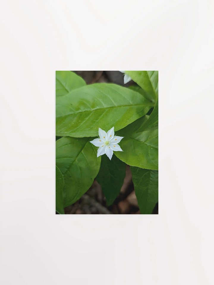 Starflower (Print) product image (4)