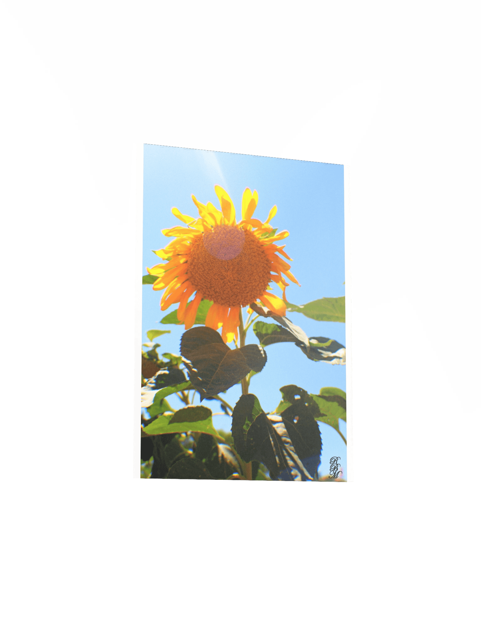 Sunflower in the Sun product image (24)