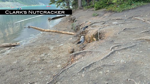 **Exploring Mount Temple and Moraine Lake: A Hiker's Heritage**

We are excited to unveil our latest video showcasing the bre...