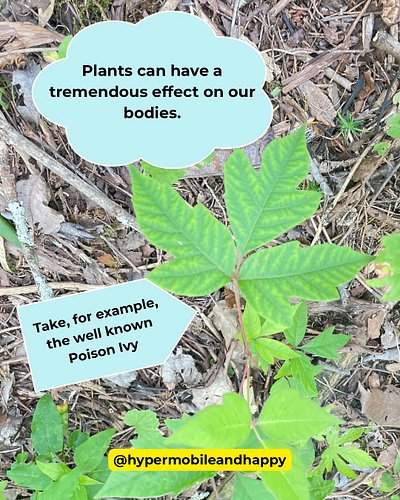 #healingherbs #plantmedicines #naturalhealthcare #heal #nature #naturelover #forage #medicine #poisonivy #whitesnakeroot #pur...