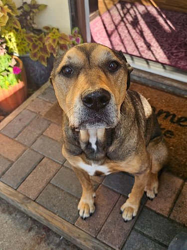 Honorary favorite niece @nenna.tynes wanted me to post a picture of Cricket so here you go.