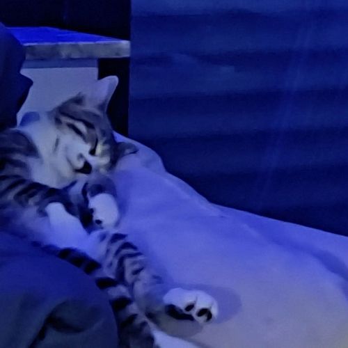 Ein Bild von meinem kleinen Felix als ich während des Streams ihn gesucht habe 😍 der ist so süß. Aber such Frech 😅