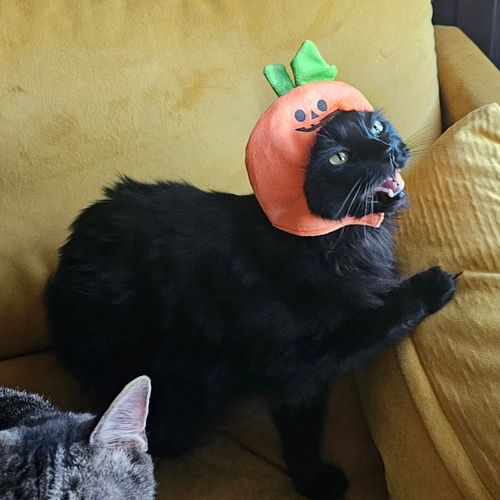 He screm