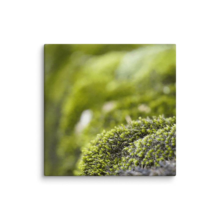 Moss Canvas product image (2)