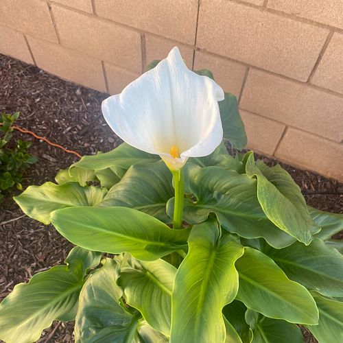 My calla lily showed up to make today glorious!
And to help put a break in the wtf moments 🥰
#fdt