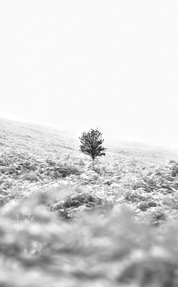 Lone tree product image (1)