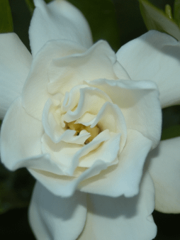 Gardenia Digital Wallpaper Set product image (1)