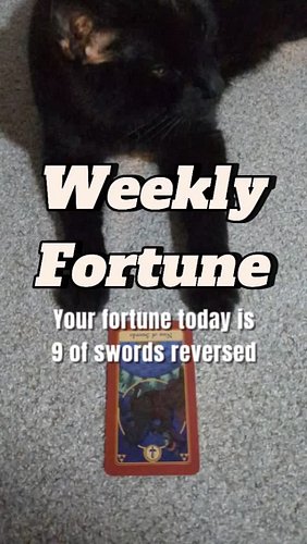 When a cat tells you your fortune...
#cats #fortune #tarot #comedy #catsofinstagram #funnycats #catson #zelda