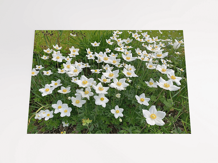 Spring Meadow of White Anemone Flowers product image (2)