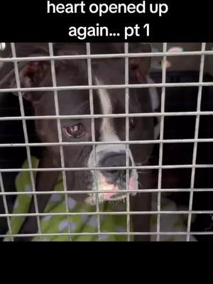 Daisy was dumped with 3 other dogs in a National Forest. 🌲 They survived 3 days surrounded by Bears, Mountain Lions, and Coyotes. 🐾 Animal Control only dropped 1 trap and left… no one stayed to make sure a wild animal wasn’t caught instead of the dogs. 😔 Stay tuned for the rest of Daisy’s story. #DogRescue #RescueDogs #AnimalRescue #AdoptDontShop #genx 