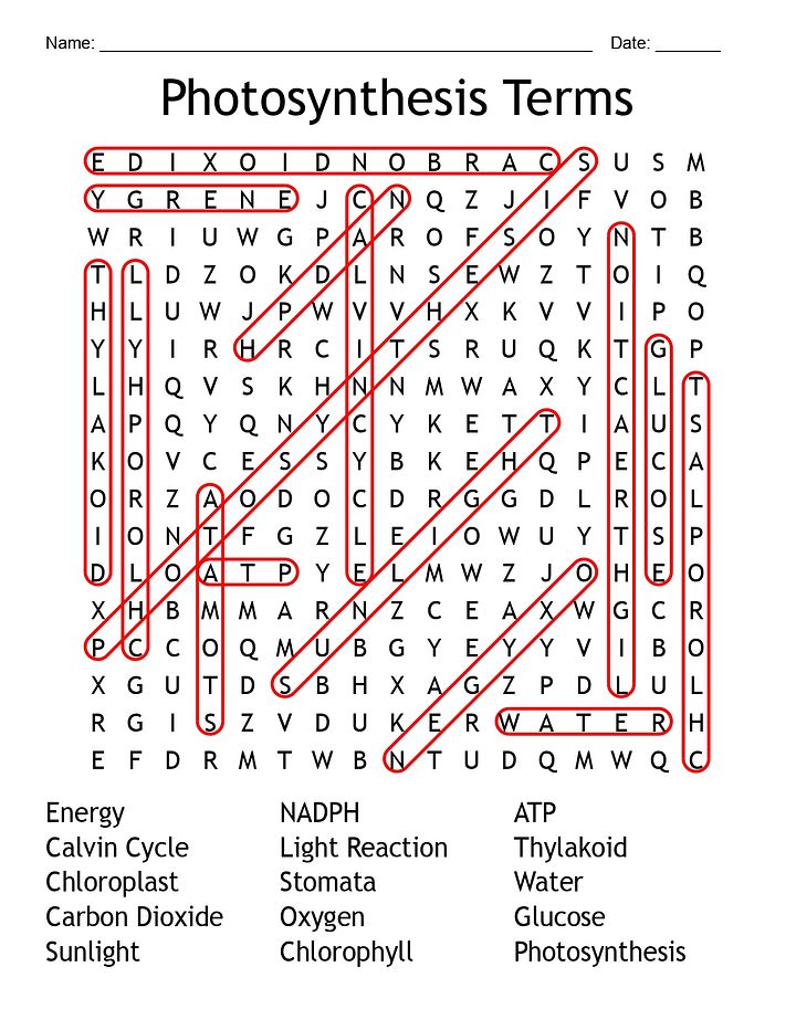 Photosynthesis Word Search - Science Vocabulary product image (2)