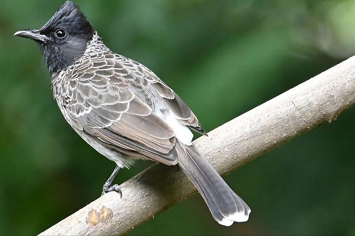 IUCAA Birds Photos product image (1)