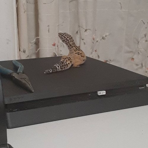 She prefers the ps4 warmth rather than me.