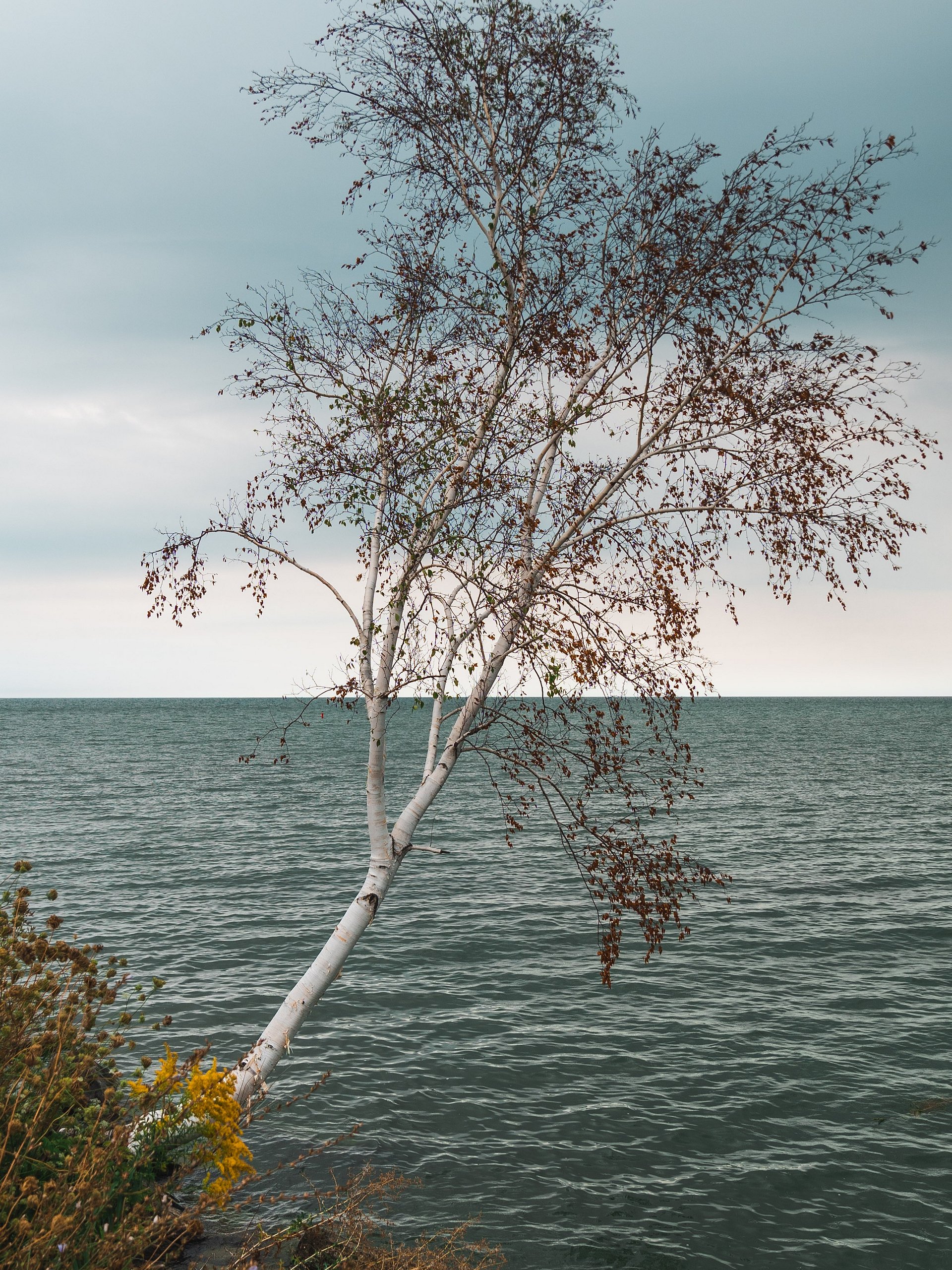 Rooted product image (1)