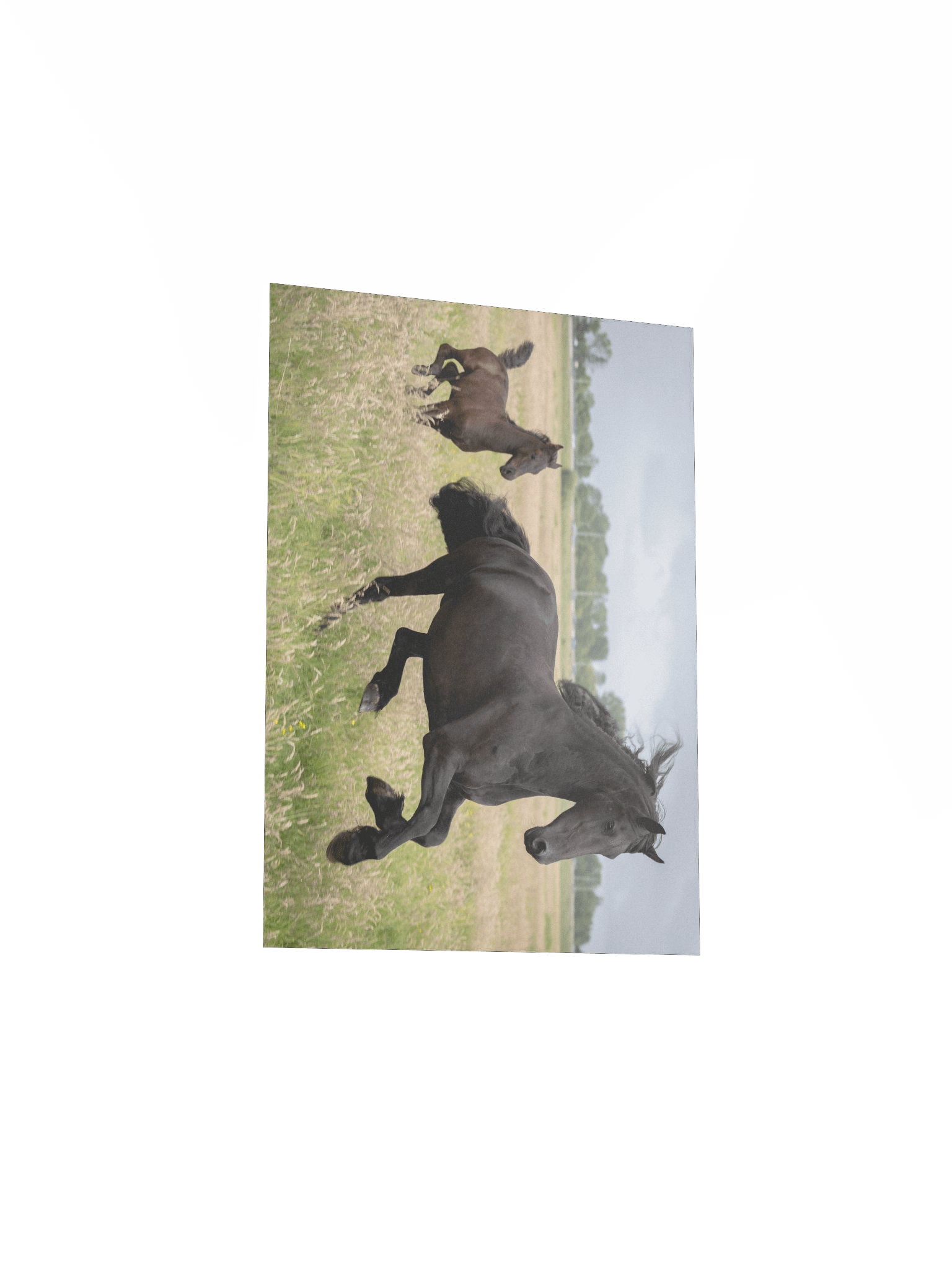 Friesian horses Saly & Elvis product image (4)
