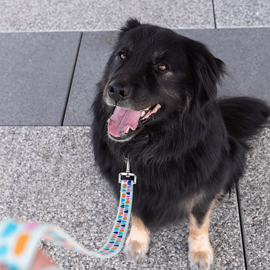 Dog Leash product image (1)