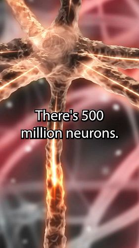 Incredible GUT WISDOM and the three brains!

#intuition #gutwisdom #threebrains #brain #heart #guthealth #gut
