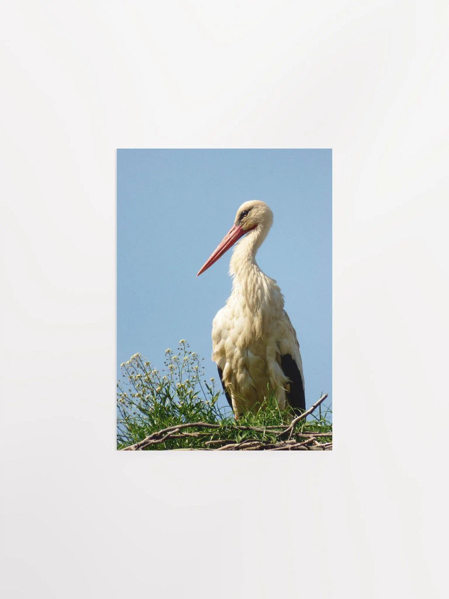 The white stork - Enhanced Matte Paper Poster product image (1)