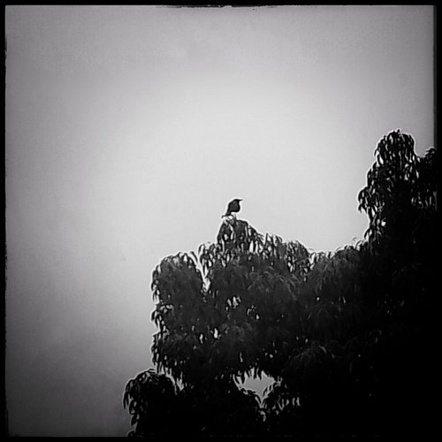 Un seguidor a distancia

#Raven #blackandwhite #blanconegro #cuervo