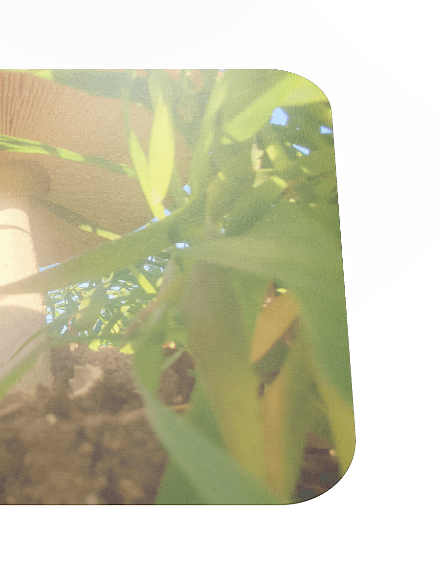 Sunlit Mushroom Mouse Pad product image (5)