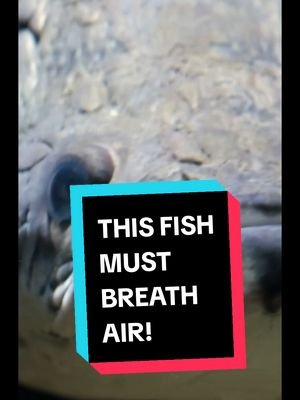 This fish will drown if it cant breathe air! #fishing #fish #fishinglife 