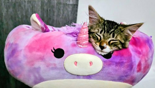 Bánh mì had a vet check-up yesterday for the first time since we adopted her on 7/5. She is now 3 months old. She went from j...
