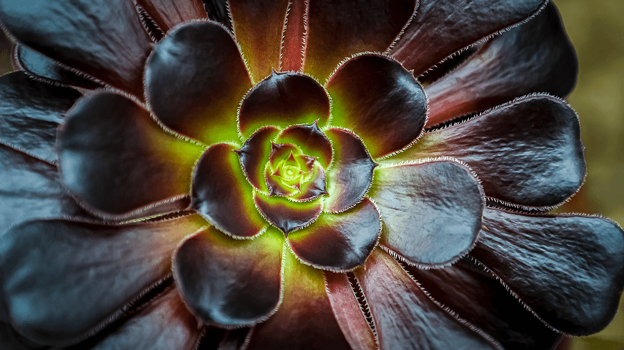 Black Rose Aeonium product image (2)