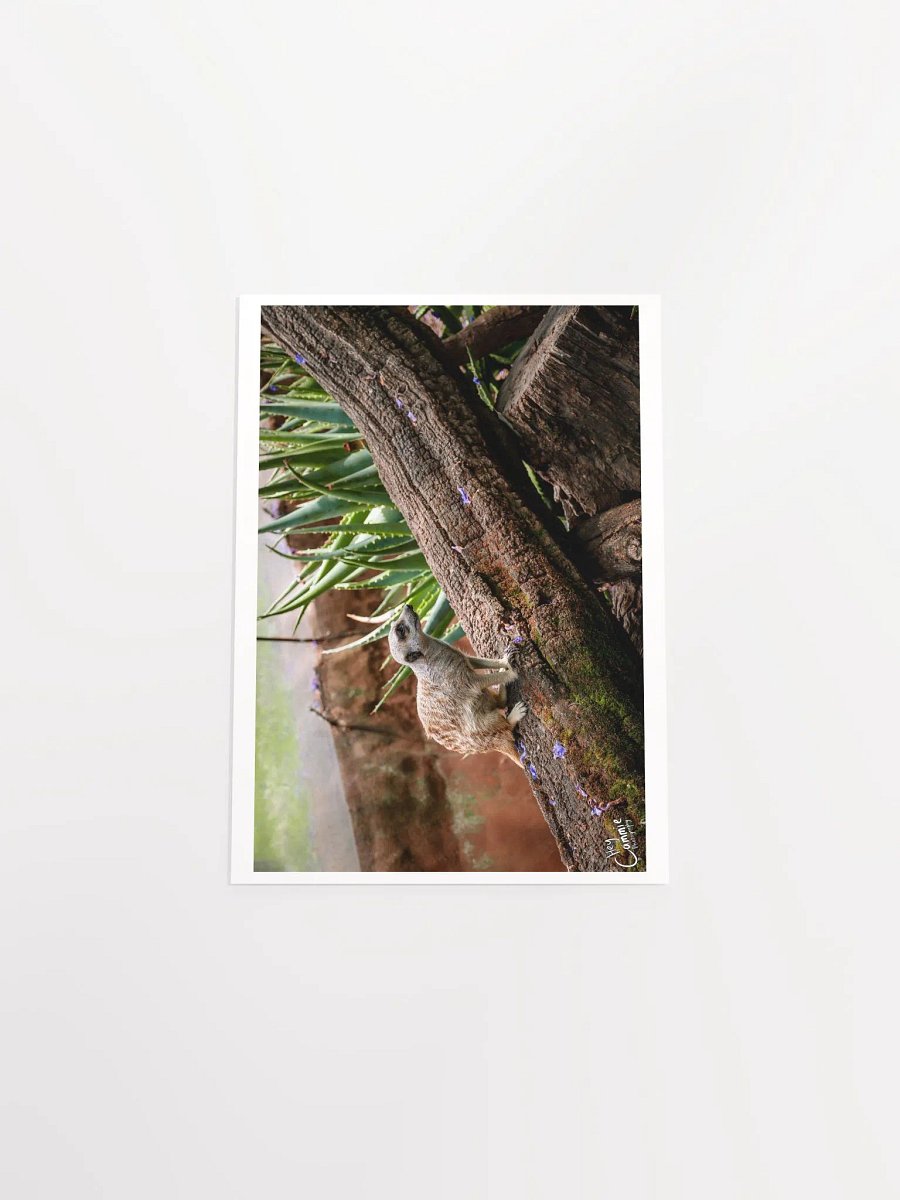 Meerkat Watch - Print product image (4)