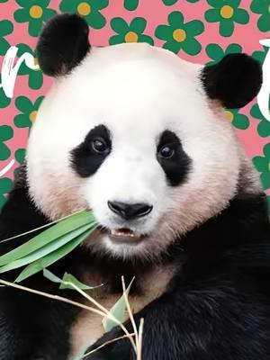 福宝和宋爷爷教会了我们，是如何在简单中发现幸福