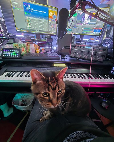 We're live! 🤣 Guess we're gonna have a lap cat. twitch.tv/ebx_erin