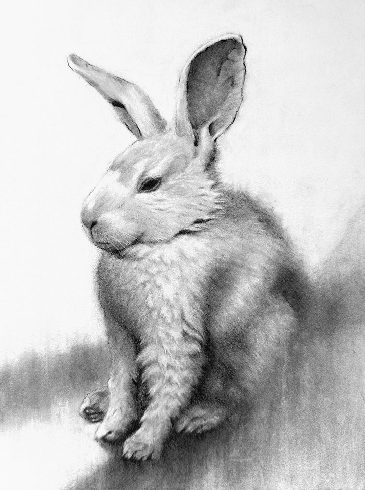 Bunny product image (1)