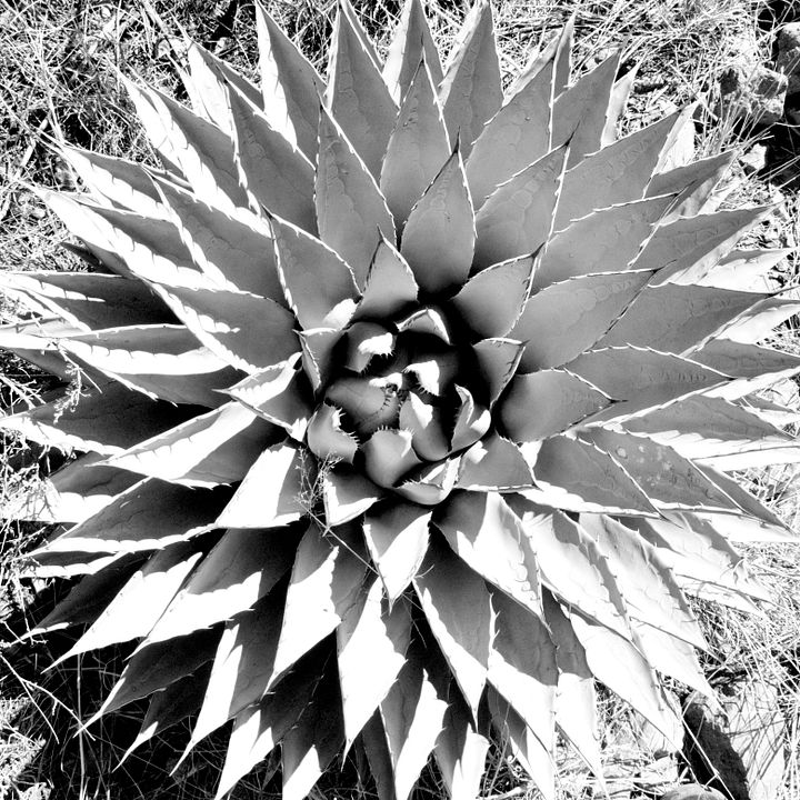 Agave product image (1)